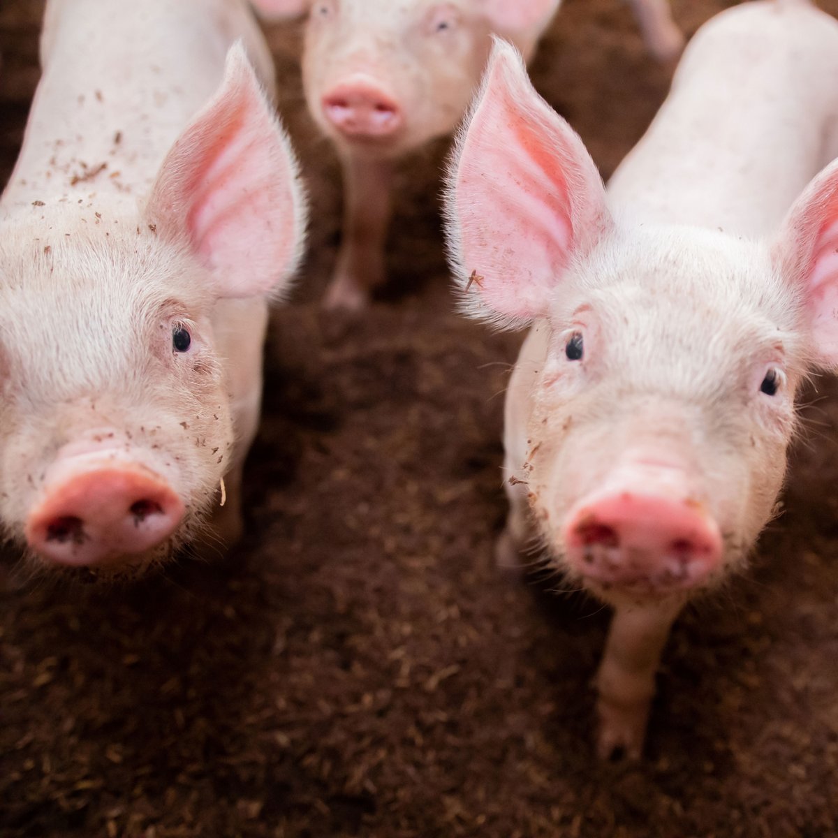 LincolnTrailCollege tweet media