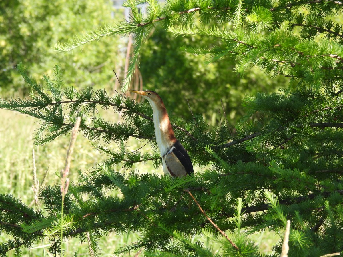 Environment Canada tweet media