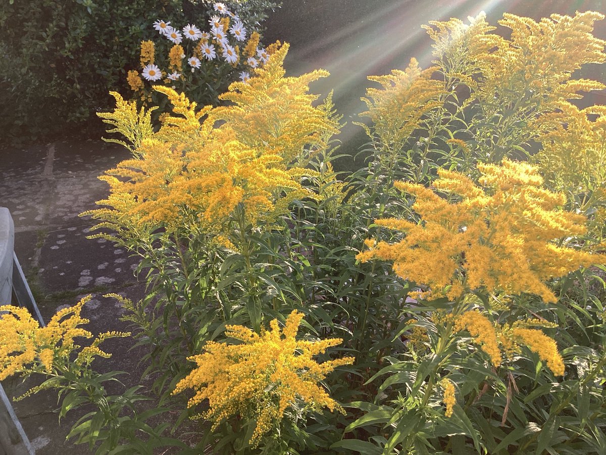 AntheaJames3's tweet photo. A very early morning sunbeam in 2024 lights up the #Goldenrod for my  #afternoon #ThrowbackThursday  Happy Thursday #TwitterXFriends https://t.co/WqiaqHalPH