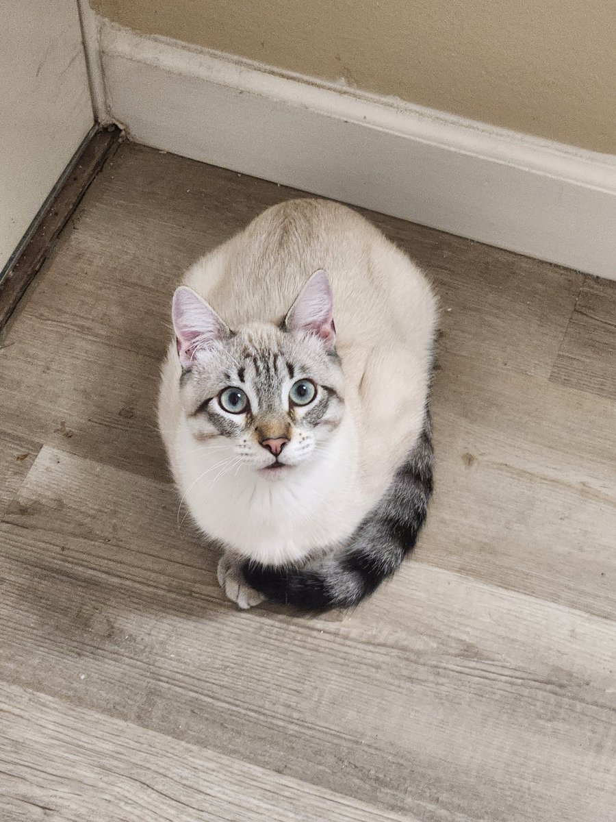 lentil 🩶 walter and bonkers 🌈 tweet media