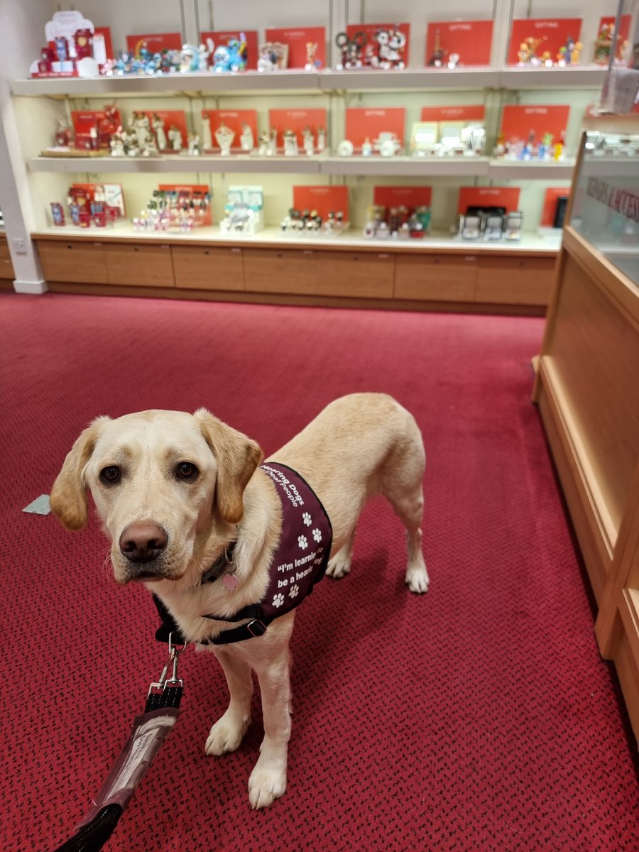 Hearing Dogs for Deaf People tweet media