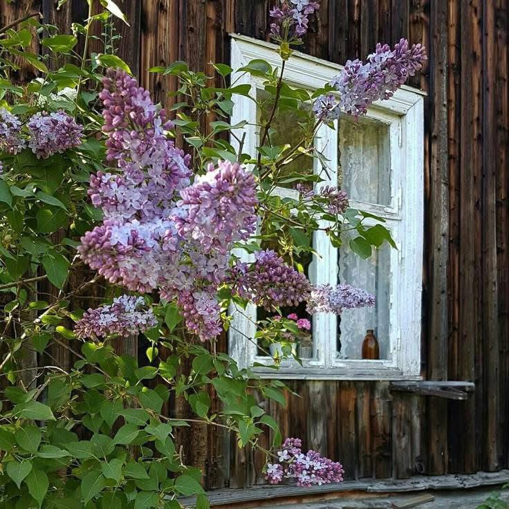 Mozart’s Dee tweet media