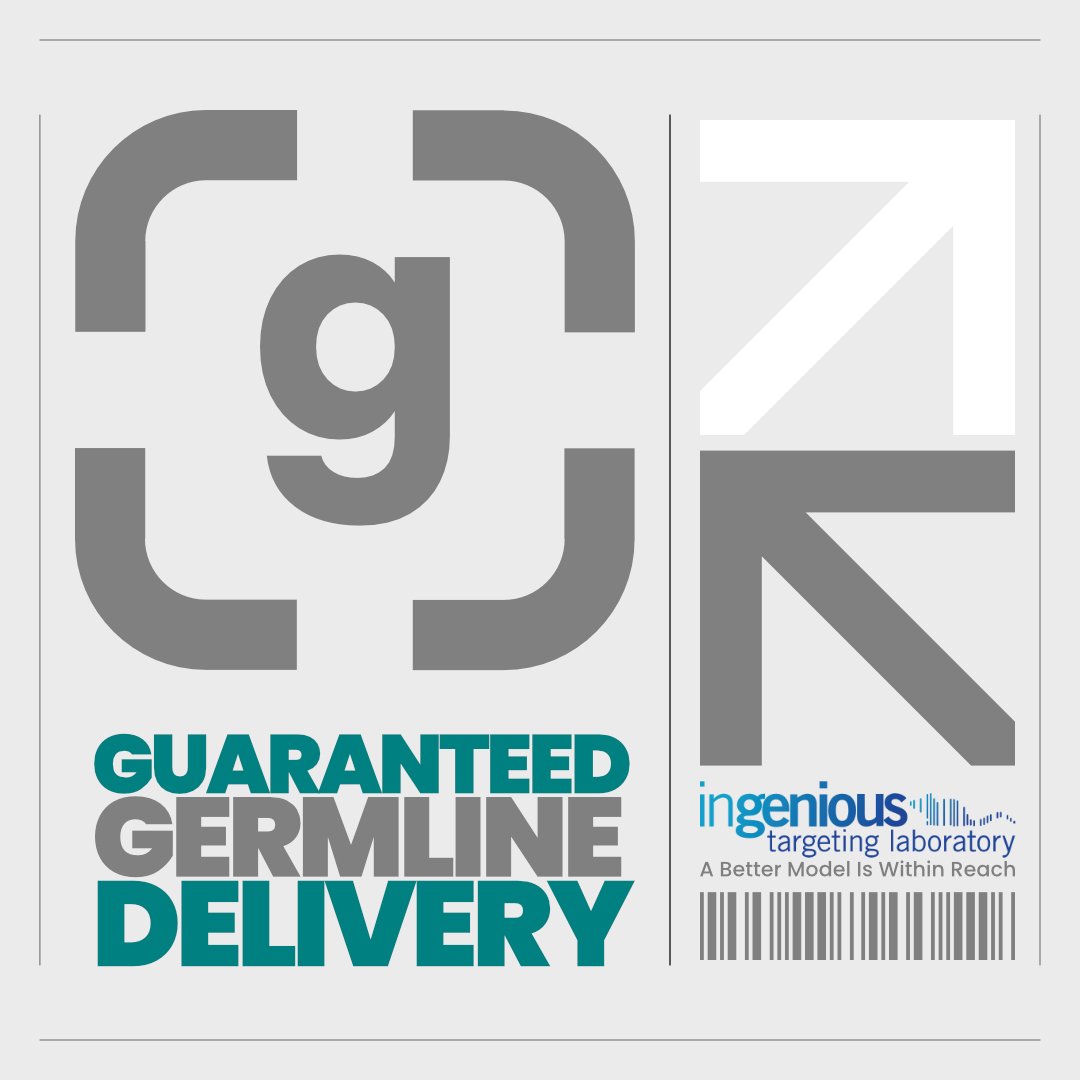 GeneTargeting's tweet photo. Guaranteed Germline Delivery
The model you design is the model we deliver. ingenious guarantees germline transmission on every custom project, not just a refund.
#GeneTargeting #GeneEditing #MouseModels #PreclinicalResearch
https://t.co/ozEA8wq9rH https://t.co/kPypurG9OH