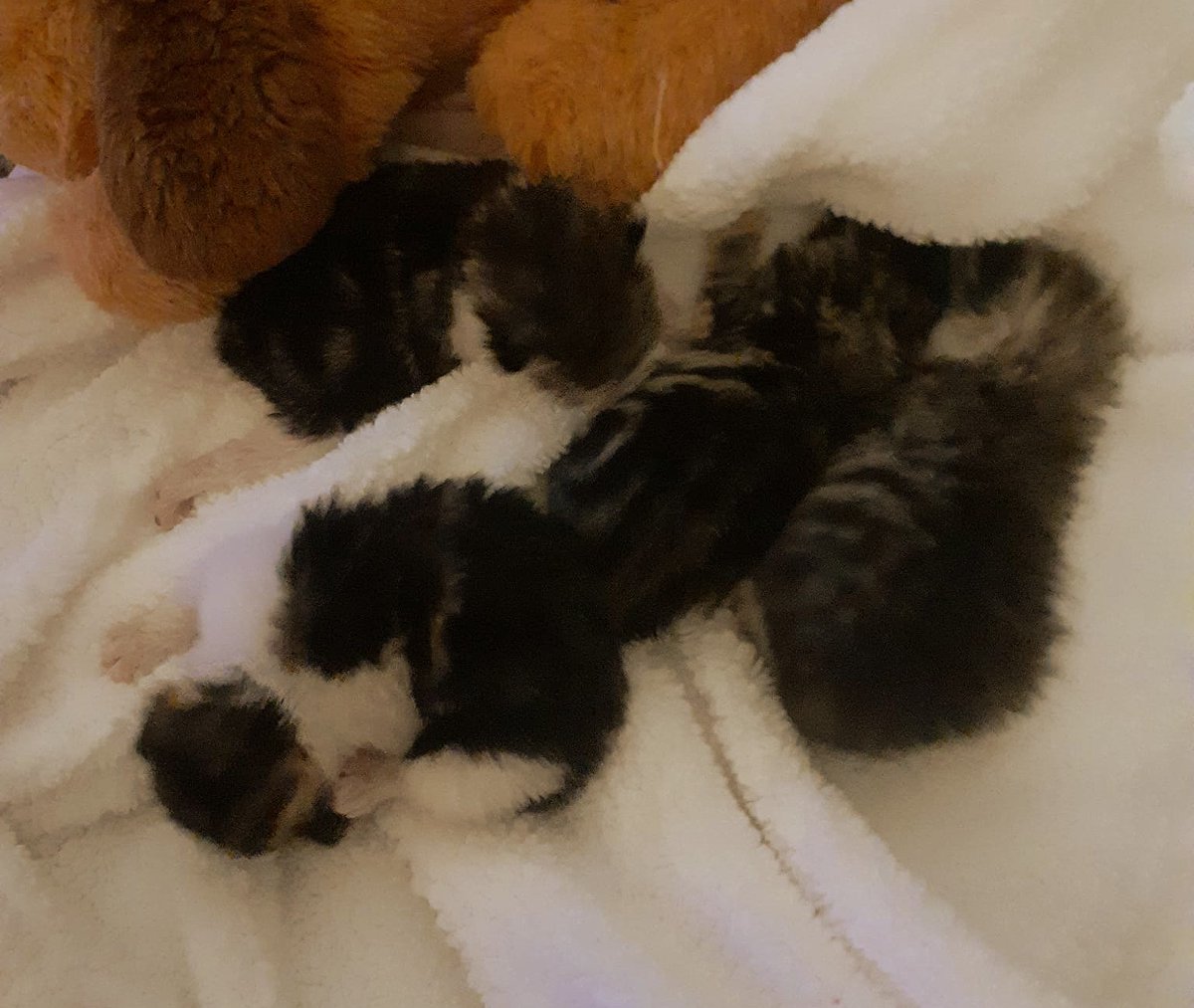 Itsie Bitsie Rescue tweet media