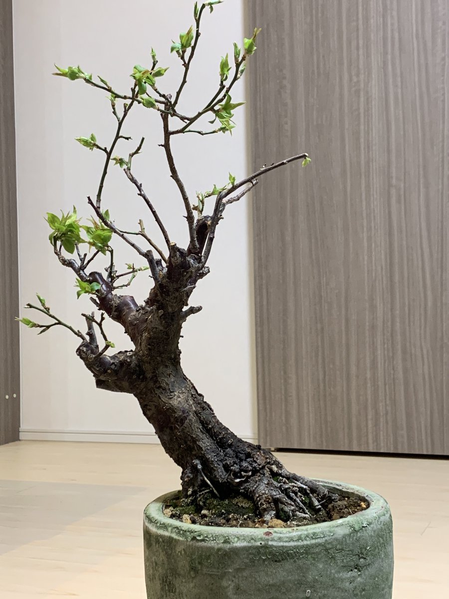 新芽が出てきてるのでちょっと時期逃した感もありますが梅の剪定をば。
梅切らぬバカとは申しますが切るの怖えよといいつつ3年目でござる。