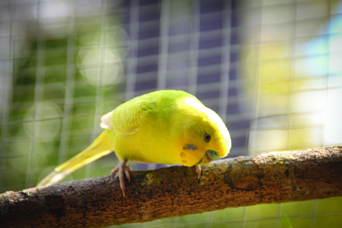 Northern Parrots tweet media