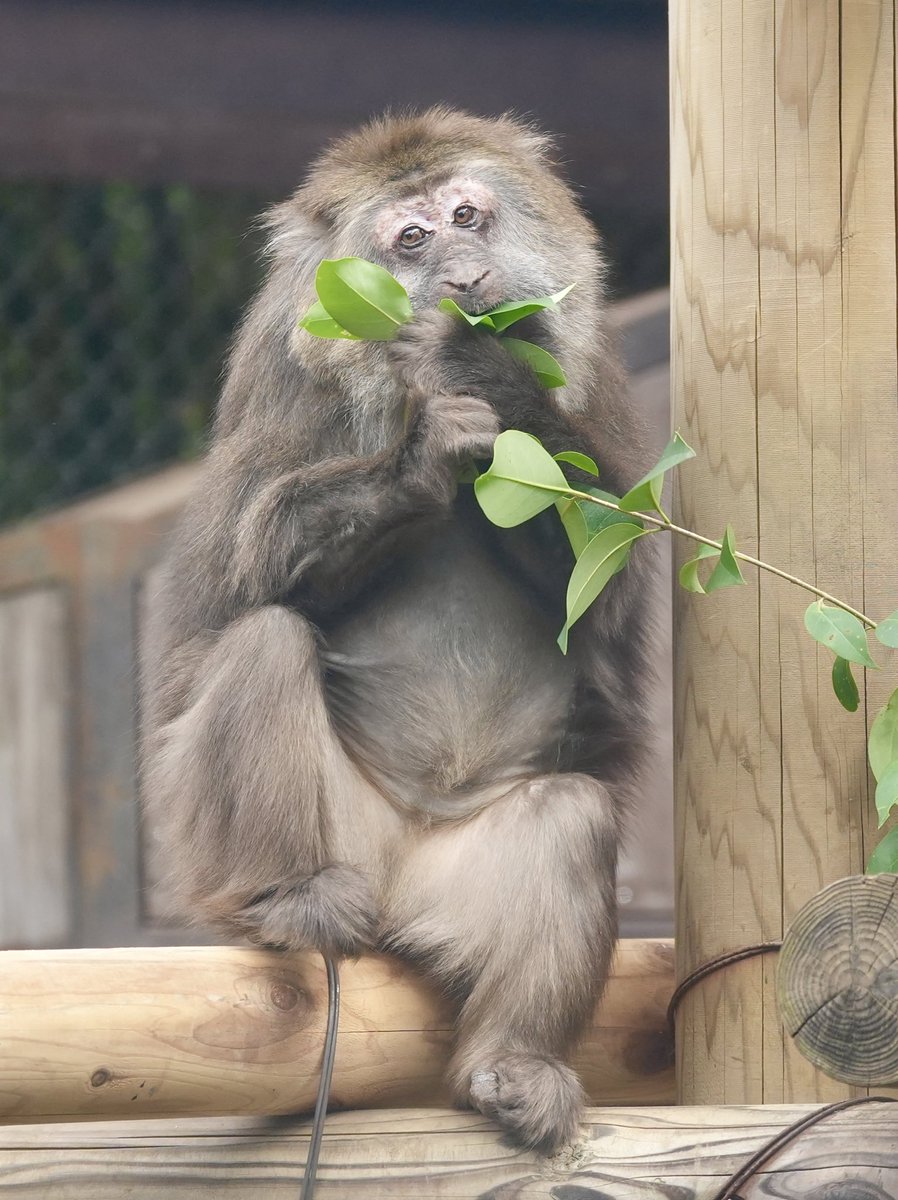 やえち tweet media