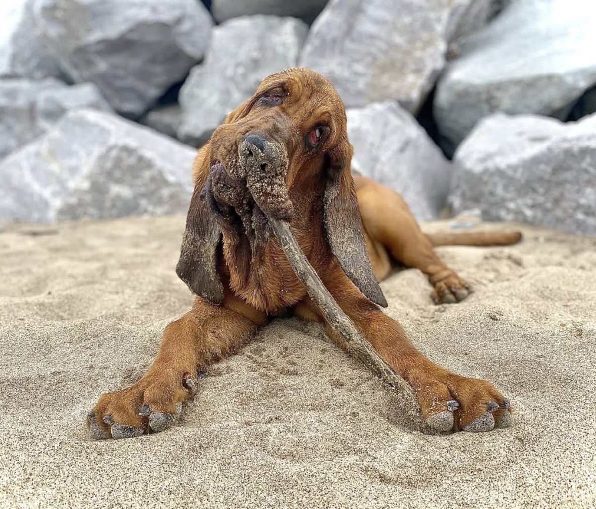 Charles Windsor IV tweet media