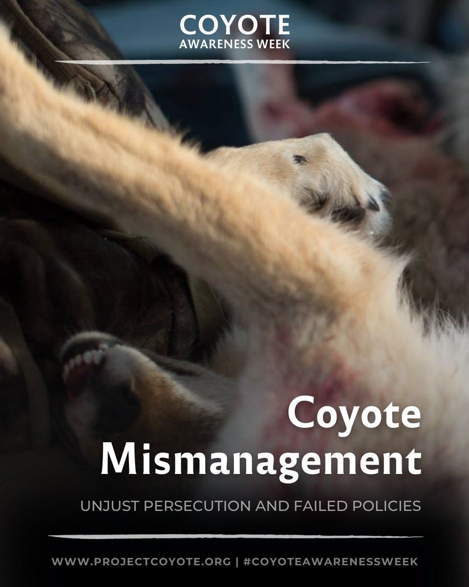 Project Coyote tweet media