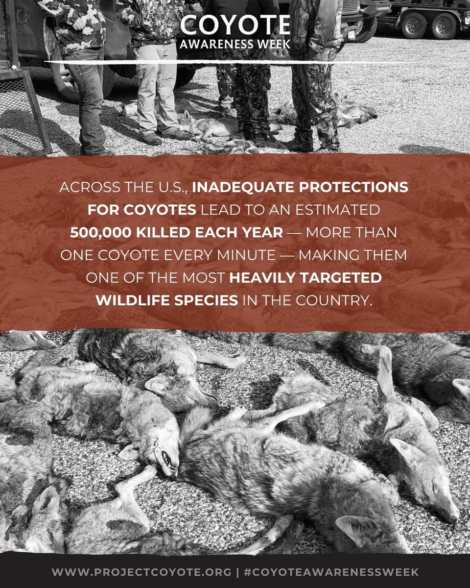 Project Coyote tweet media