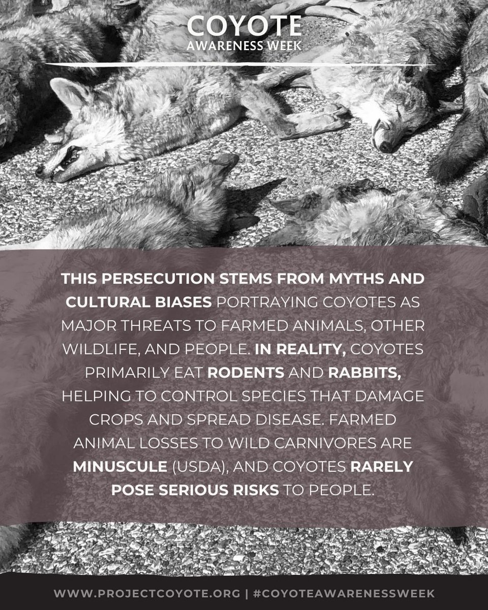 Project Coyote tweet media