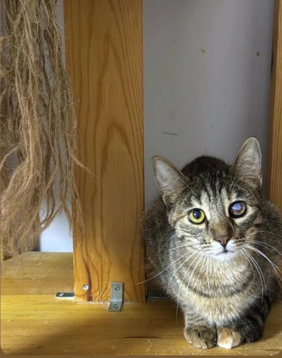 fenalık geldi tweet media