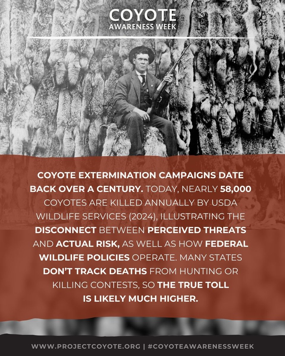 Project Coyote tweet media