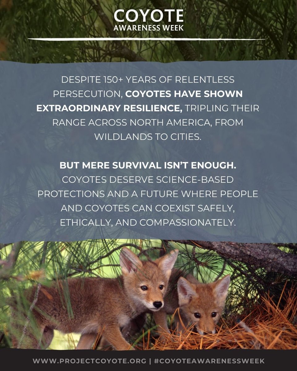 Project Coyote tweet media