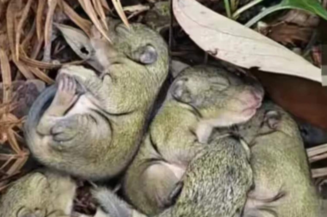 Canhchu ❤️ Memecoin tweet media