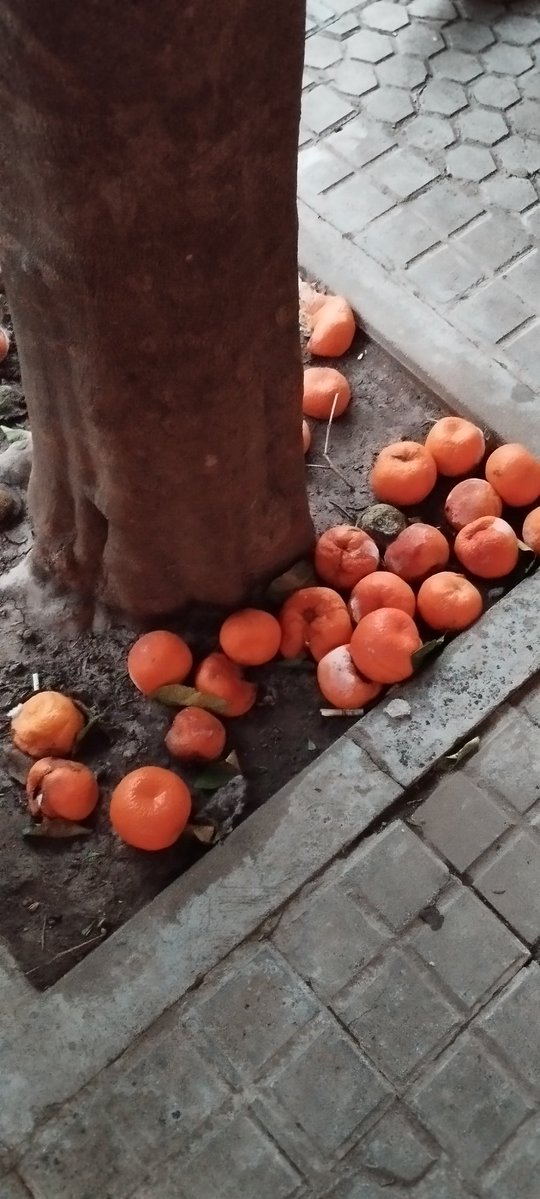 A.VV.PUERTOdeSEVILLA tweet media