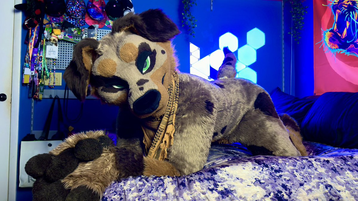 Finn the Dachshund 🔜 LVFC tweet media