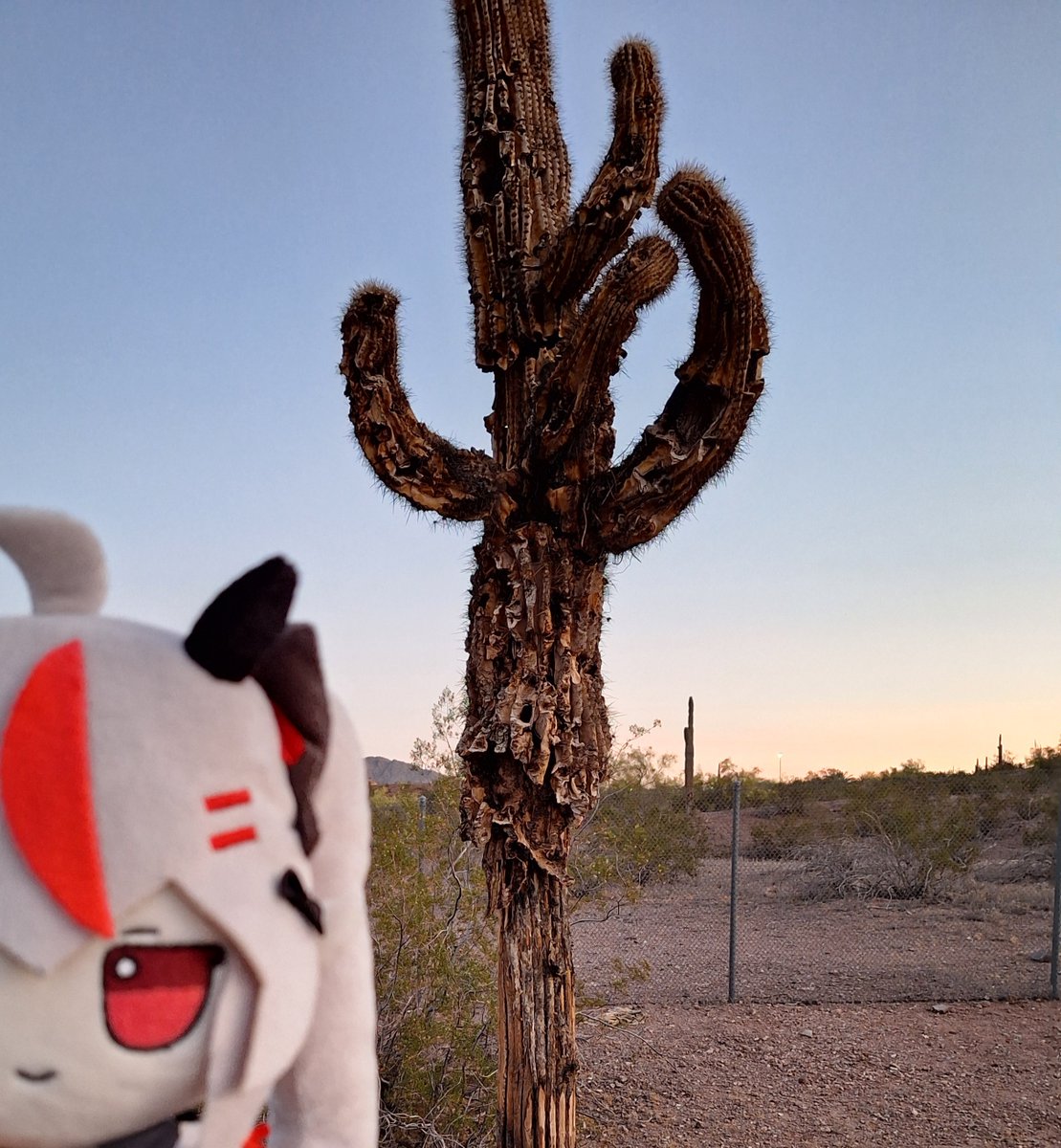 Natu Serious 🖤❤️ tweet media