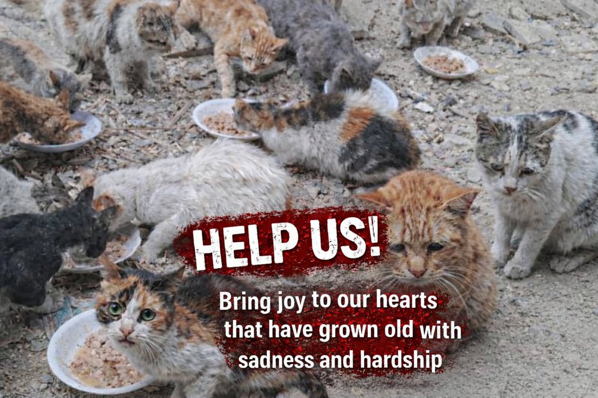 Animal Friends Shelter tweet media