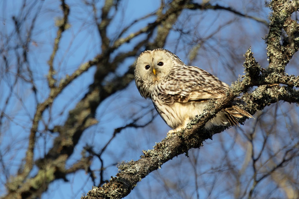 Toby Carter tweet media