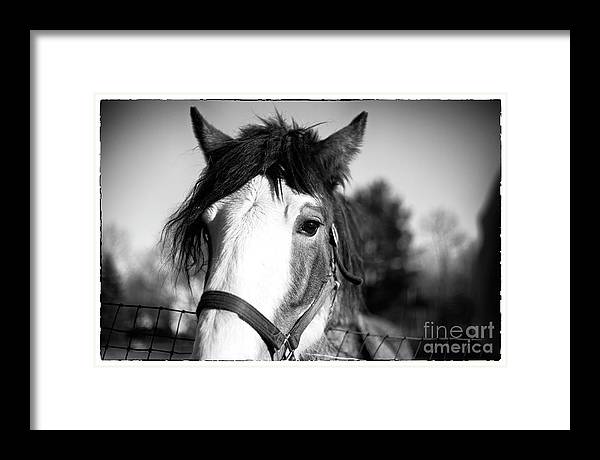TLawren37609829's tweet image. Beautiful Eyes: fineartamerica.com/featured/beaut… Get a beautiful framed print for any wall in your home or office. #horselovers #fineartprints #majestic #animals #buyintoart