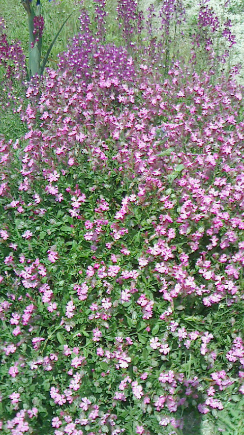 澤田愛子 tweet media