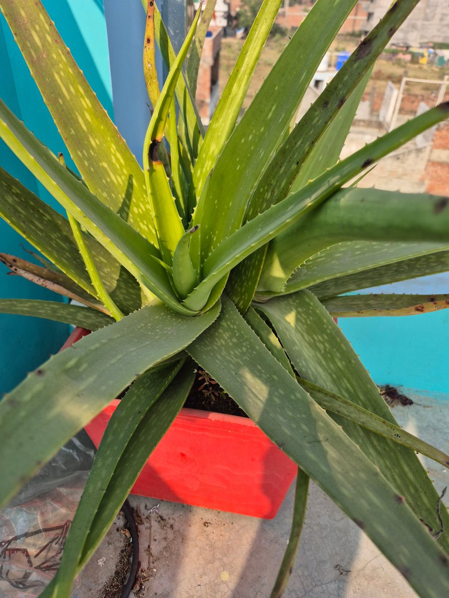 Sandip Sharma✍ tweet media