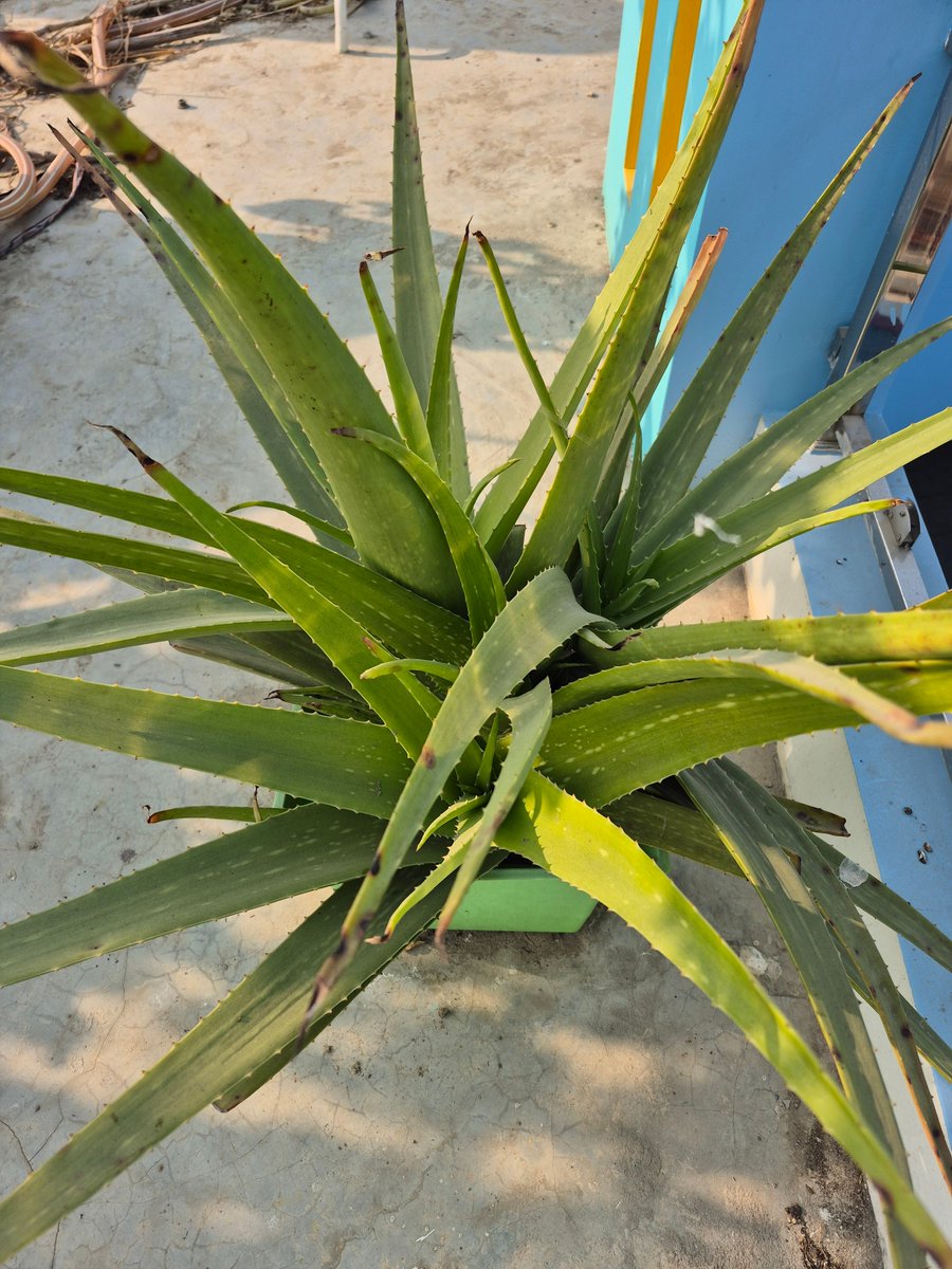 Sandip Sharma✍ tweet media