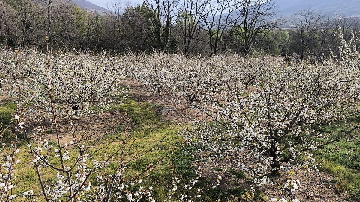 PICOTA DEL JERTE tweet media