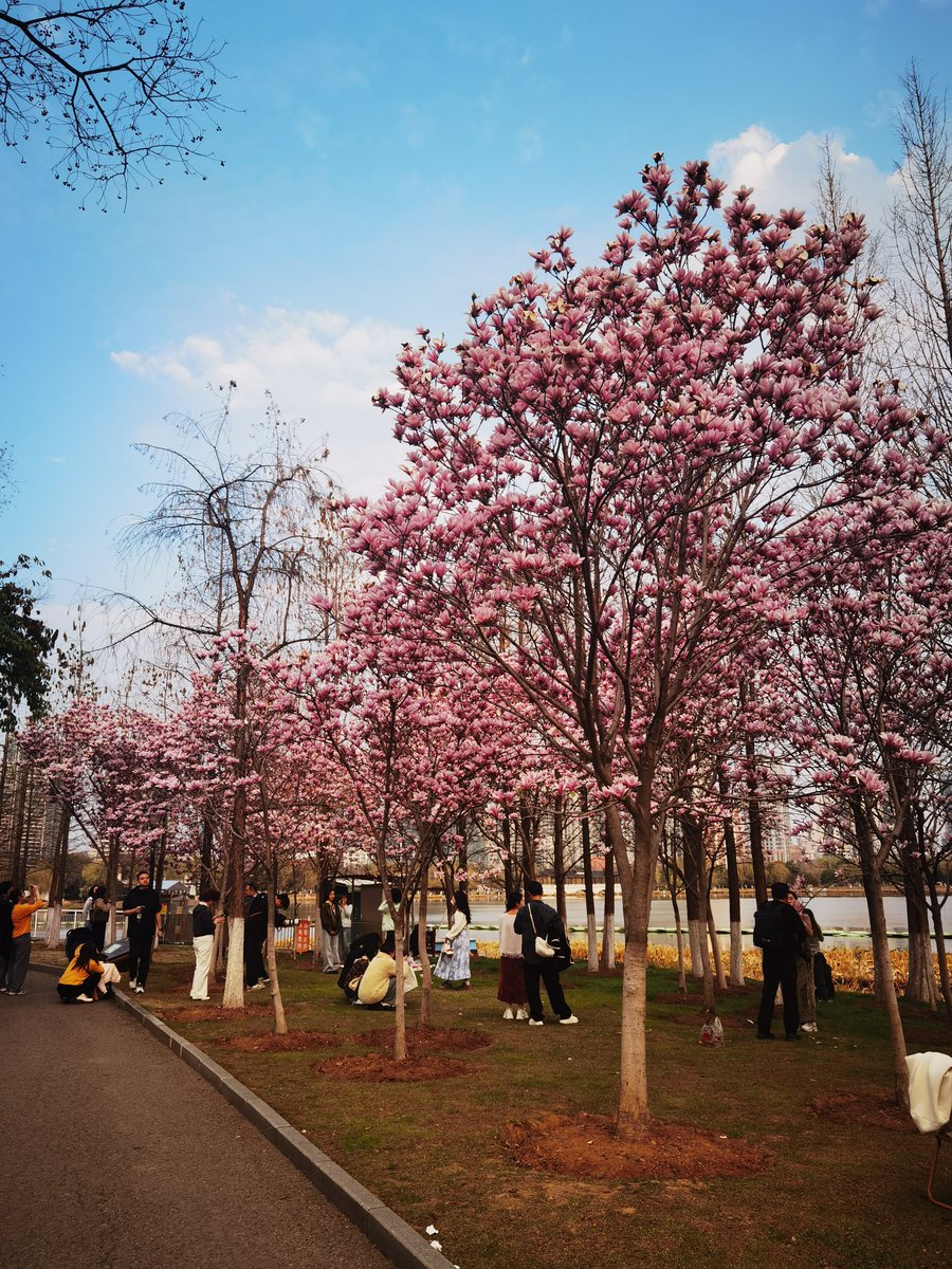 MingVlog's tweet photo. In spring in Wuhan, the red magnolia flowers in Shahu Park continue to open, attracting many tourists to take pictures. https://t.co/NgtSi91pHi