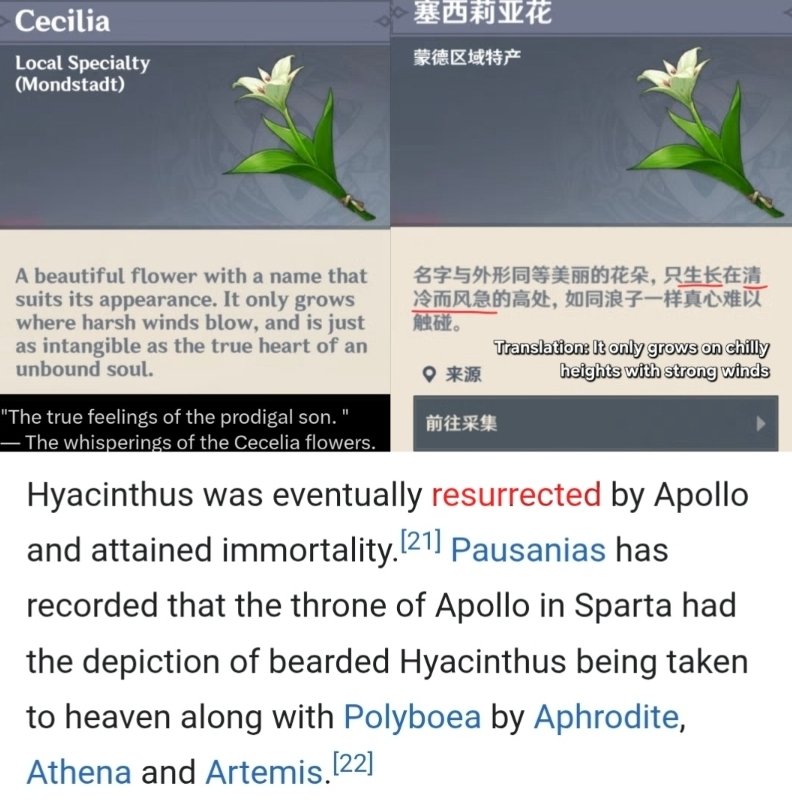 flanring0's tweet photo. Hyacinth as VENTI'S NAME.

If "Hyacinth" is something unclaimed from DEATH, it could link to the theories of Venti being a "dying and rising" god (Dionysus &amp; wine). Even Hyacinth was RESSURECTED too. Side note, speaking of flowers the Cecilia represents Venti's true feelings. https://t.co/6eepczMVAs