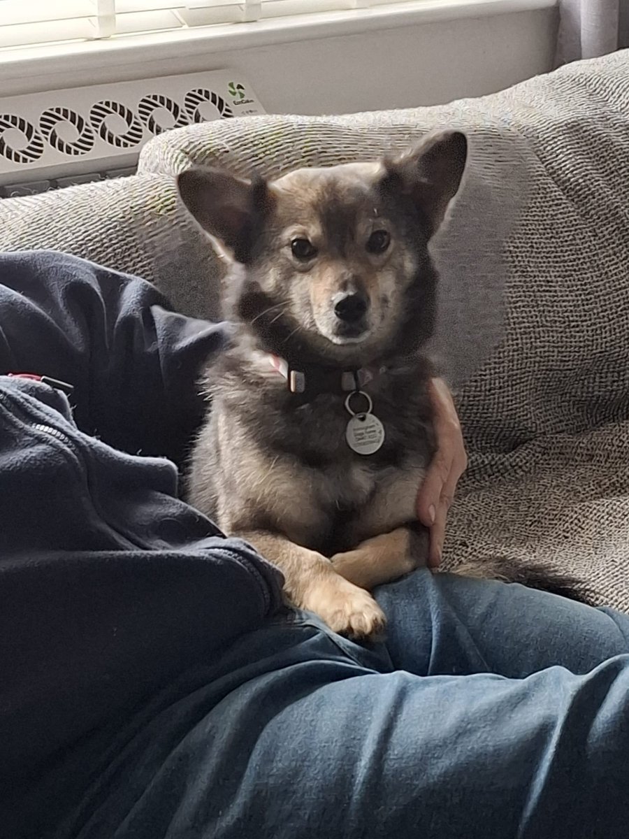 Rescue dogs for rehoming tweet media