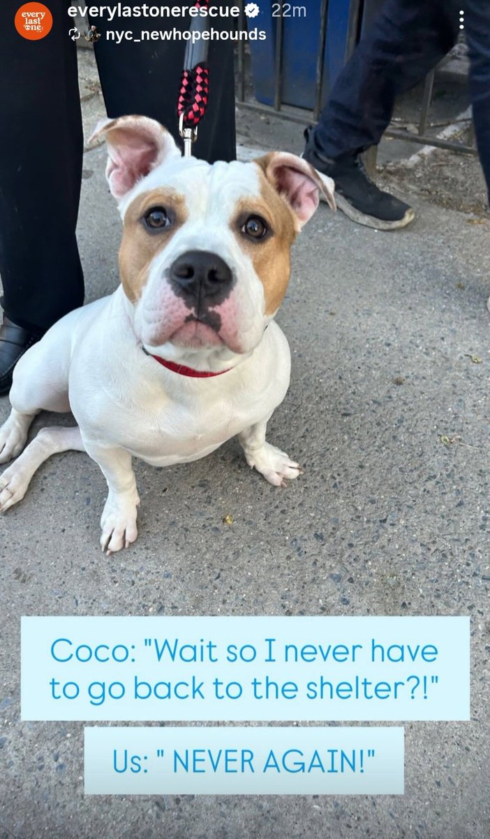 TAPNYACC's tweet image. COCO🥳🎉🥳
RESCUED by Every Last One Rescue♥️ 
Thank u &amp;amp; yr #Foster♥️
#246156

Love 2 see this darling, getting the best care♥️

Thank you all
We couldn't do it without each of u 💖 
#Pledging #Sharing

💢ELO pulled w 0 pledges, so
Donations Esp Welcome
everylastonerescue.org