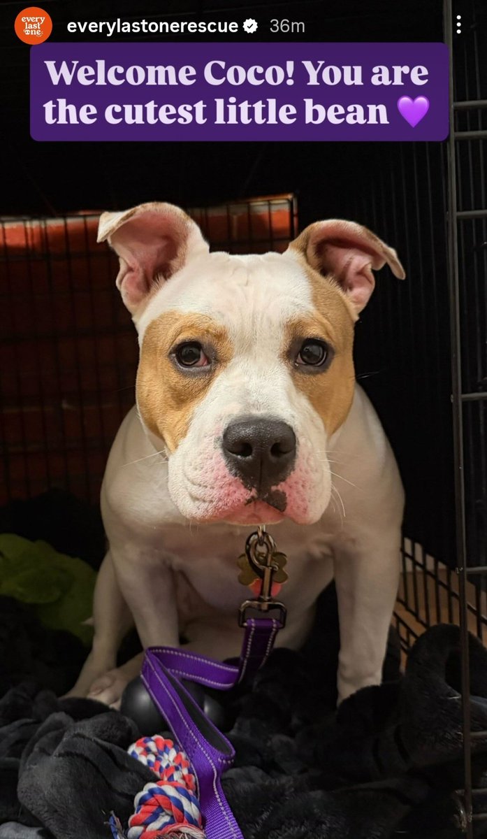 TAPNYACC's tweet image. COCO🥳🎉🥳
RESCUED by Every Last One Rescue♥️ 
Thank u &amp;amp; yr #Foster♥️
#246156

Love 2 see this darling, getting the best care♥️

Thank you all
We couldn't do it without each of u 💖 
#Pledging #Sharing

💢ELO pulled w 0 pledges, so
Donations Esp Welcome
everylastonerescue.org