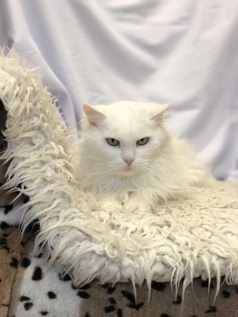 Приют Убежище tweet media