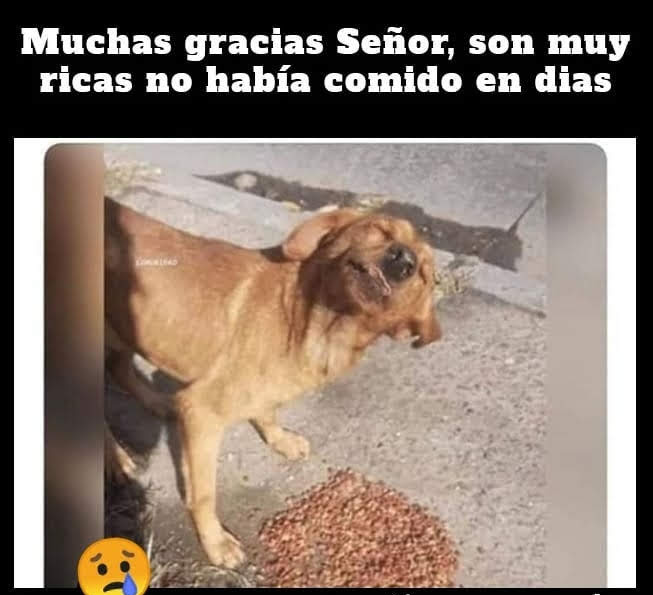 PerroUsuario Wof '•' tweet media