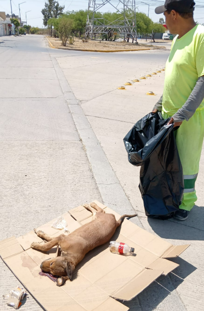 SIAP León tweet media