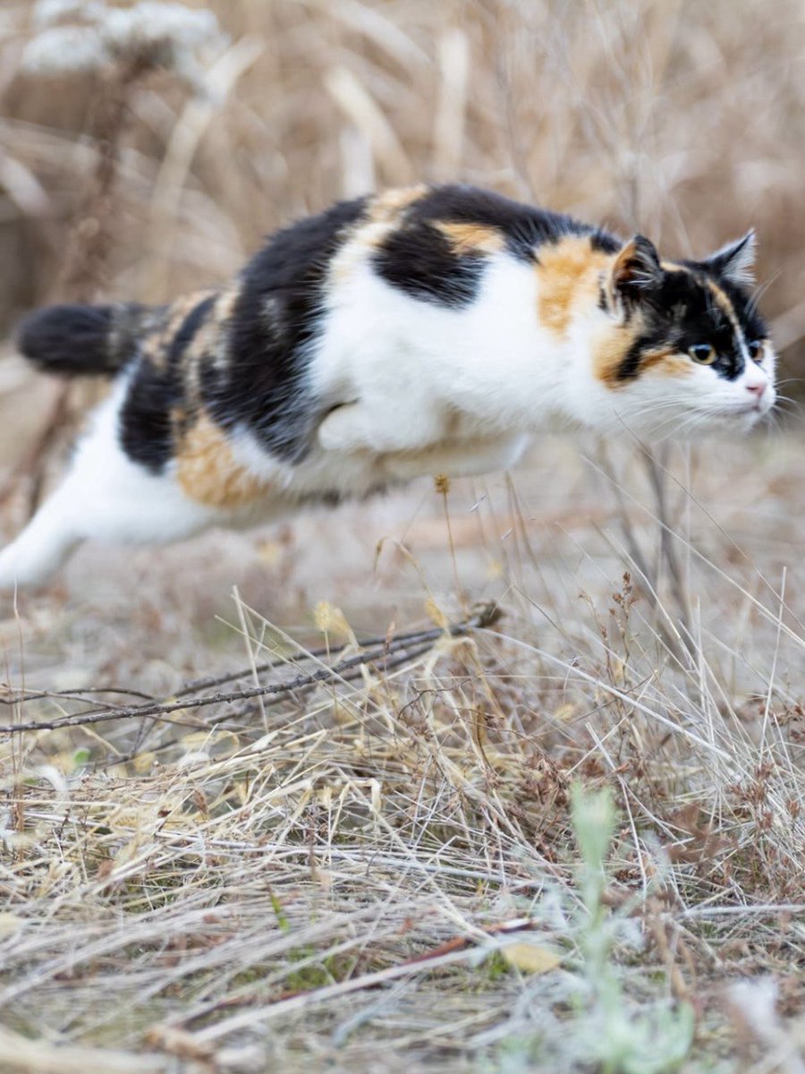 Posts Of Kittens🐾 tweet media