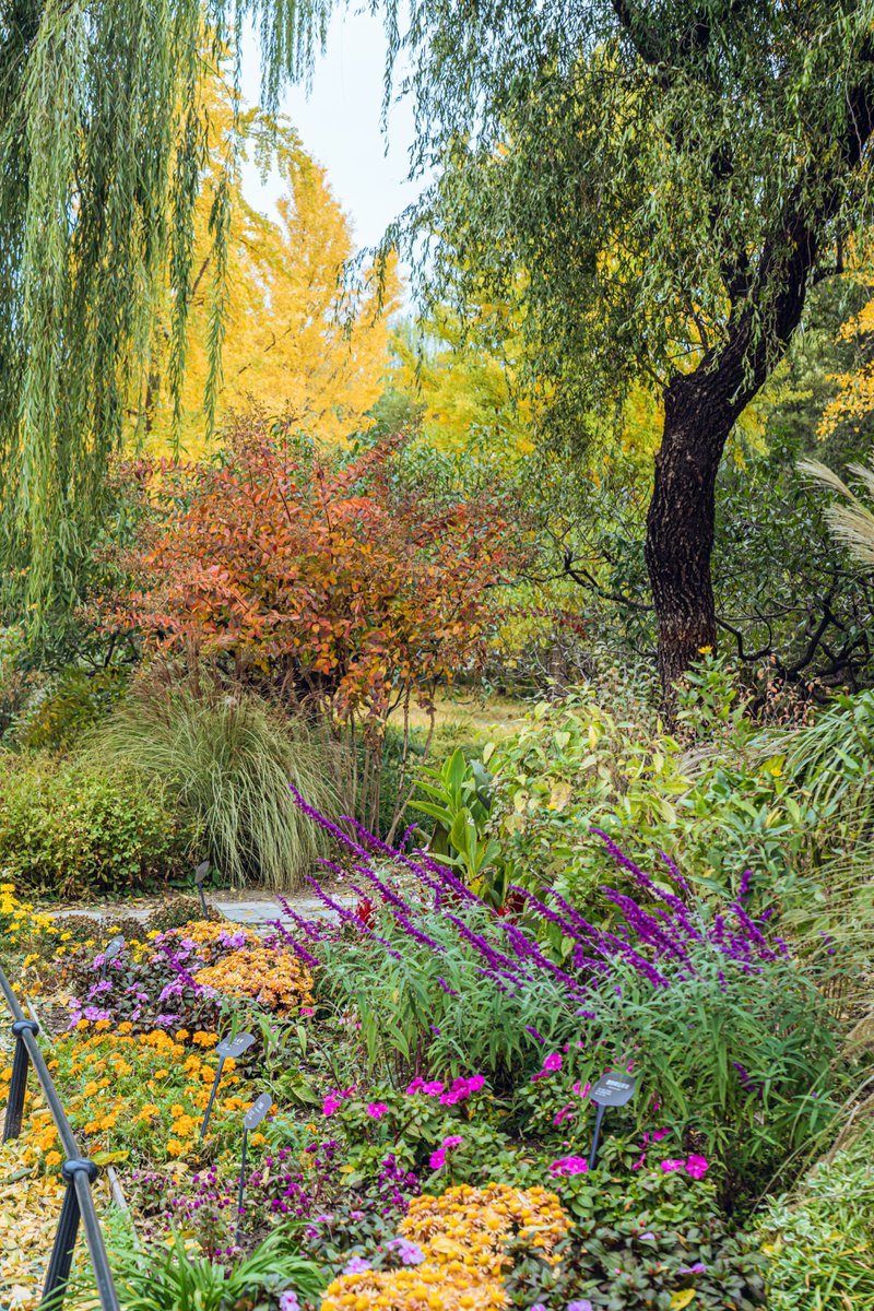 杨云云 tweet media