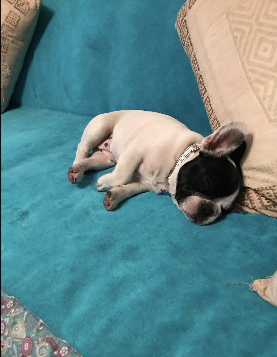 Monicucha tweet media