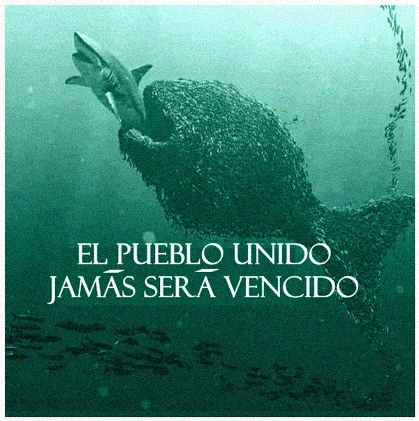 🇵🇸🏴☠️🌻TurboKitty🌻🏴☠️🇵🇸 tweet media