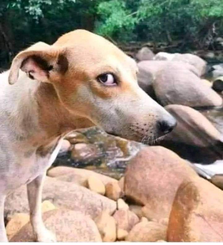 राजपूत सवित सिंह tweet media