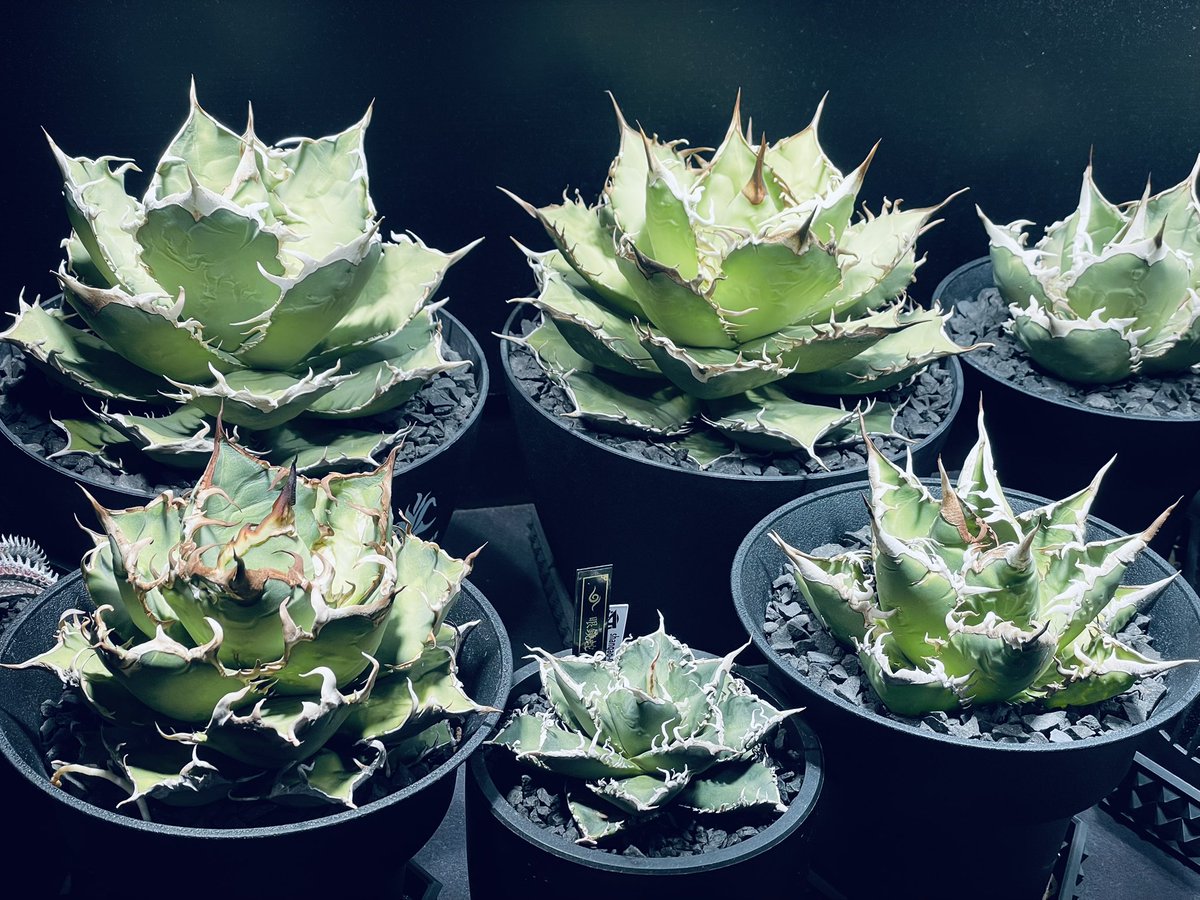 Hope_Agave's tweet photo. 植替えシーズン来たけども( •᷄ὤ•᷅)
もうこれ以上、室���に置けるサイズの鉢はないっ(  ´ᾥ`  )
#アガベ 
#室内の限界 https://t.co/3grKzYlbGq