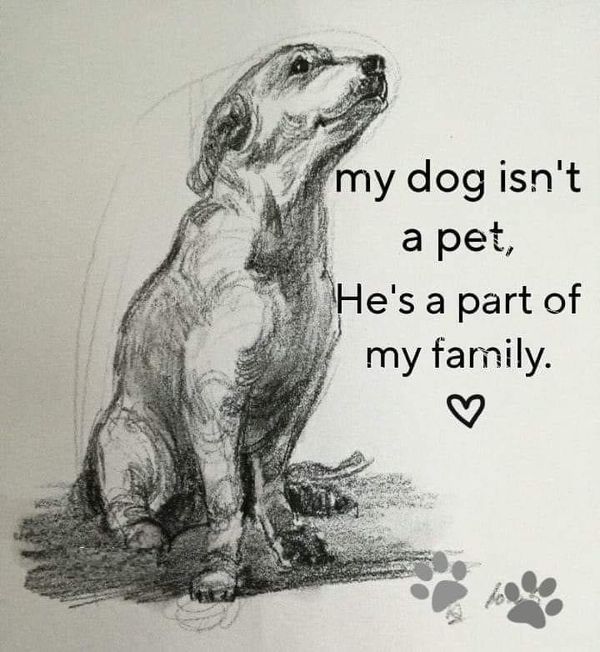 Dog Lovers tweet media