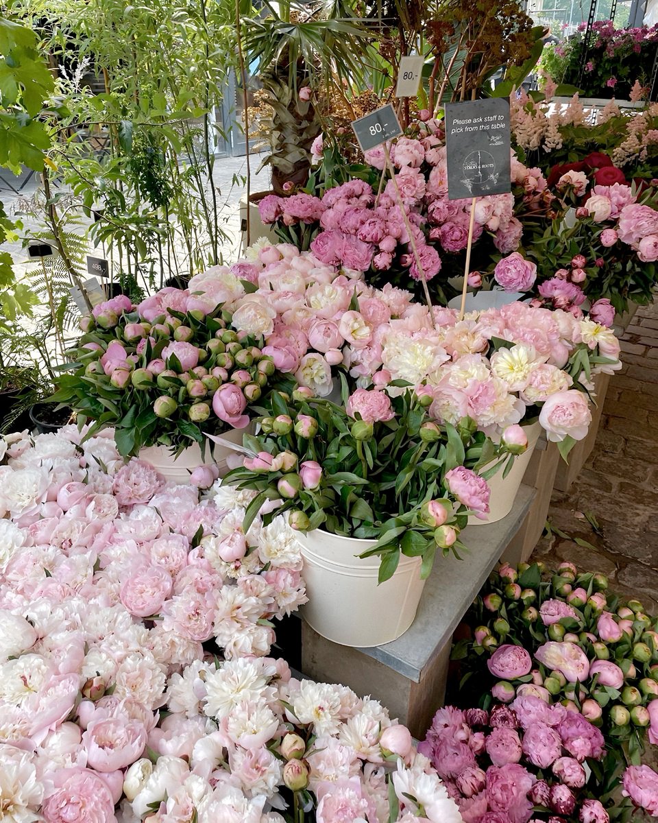 blossom. tweet media