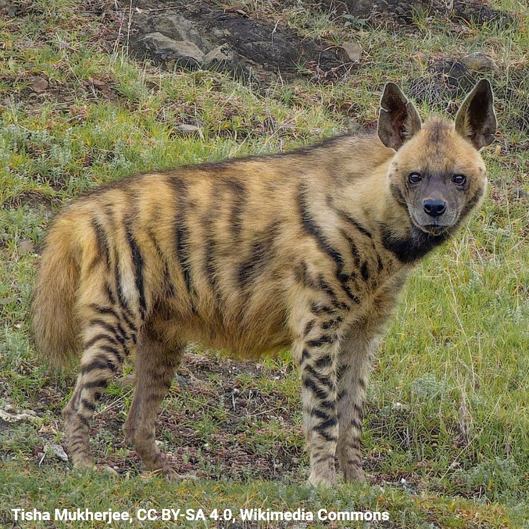 American Museum of Natural History tweet media
