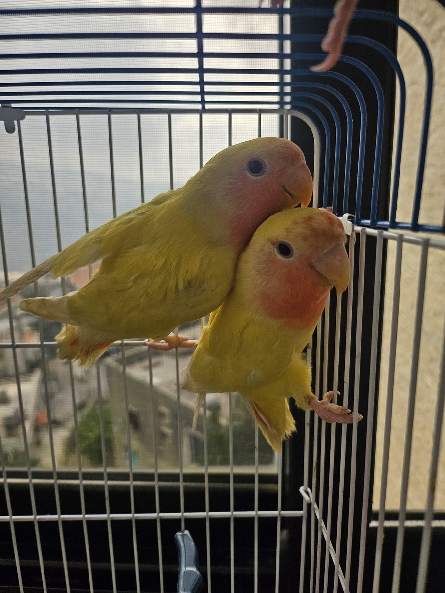 وسام🇱🇧 tweet media