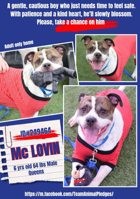 NMBewitched's tweet photo. Mc Lovin๐
#NewDogontheBlock
https://t.co/8agA0x9jkG
#AdoptMe
Who loves #Pitties who carry stuffies?
Just a happy dog in a deadly place
Craves a routine, toys all over the floor, a comfy place to roll & scent.
Yes, he will crawl under the covers & rub his head against your chin.
Always love you & never betray you