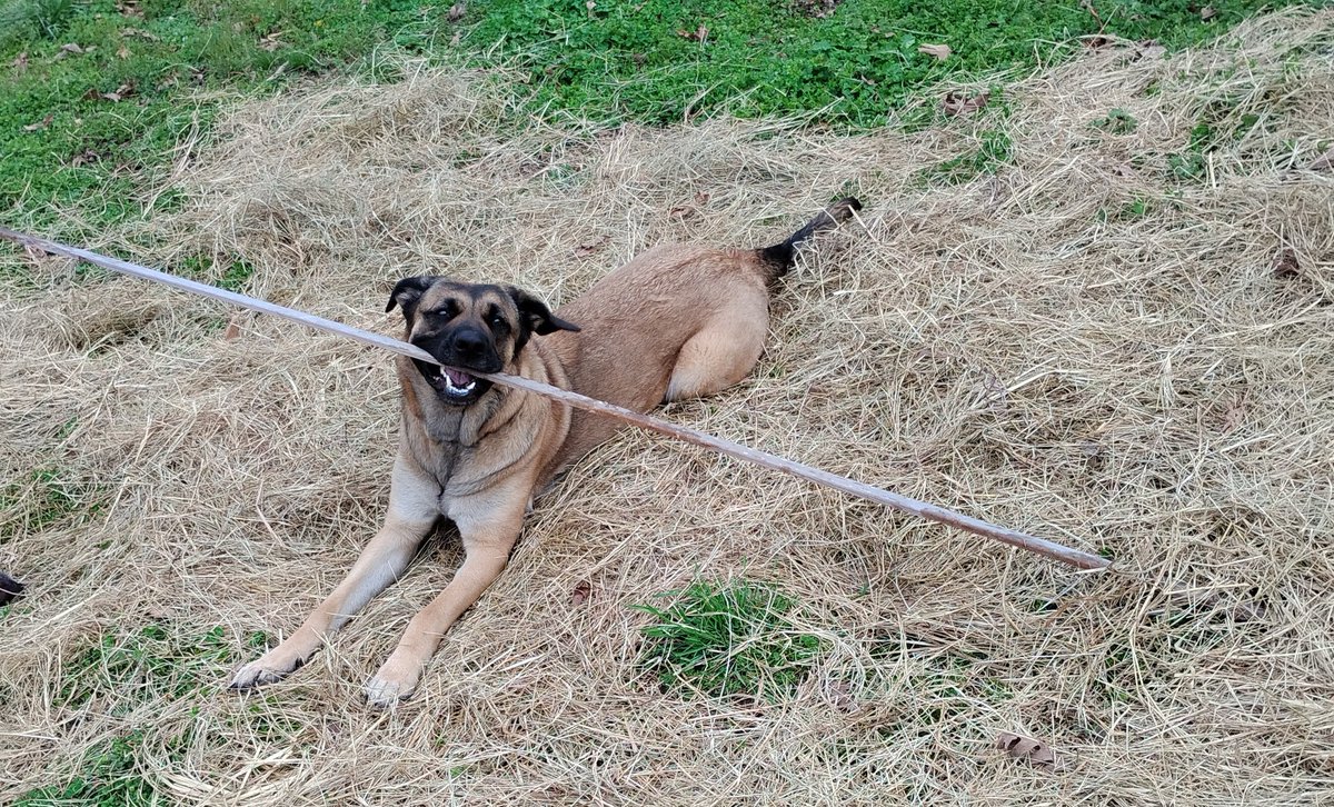 Caffeine & Chaos tweet media