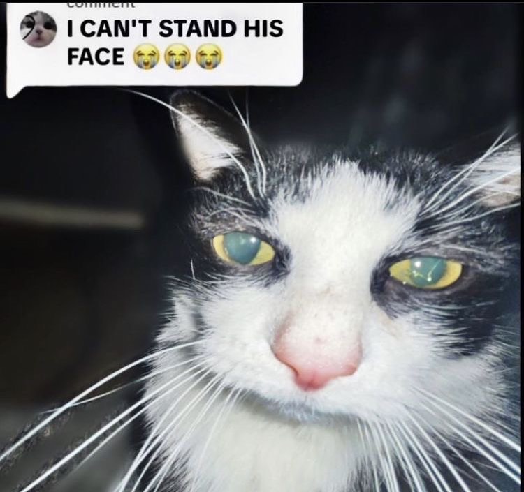 Punch Cat tweet media